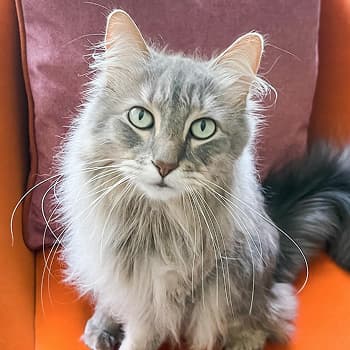 Joey, gray fluffy cat